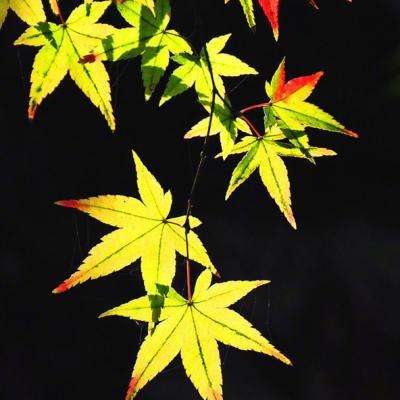 皇冠app官方版下载安卓